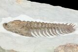 Early Cambrian Psedosaukianda Trilobite - Morocco #66919-5